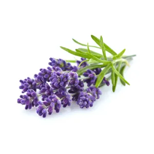 Lavender Hydrosol - New Zealand